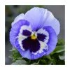 Pansy 'Marina Shades' | 10.5cm Pot
