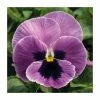 Pansy 'Pink Surprise Blotch' | 10.5cm Pot 1 Pansy 'Pink Surprise Blotch' | 10.5cm Pot -June Plants Sales Store PL6229 main image 391b