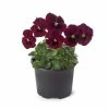 Pansy 'Red Blotch' | 10.5cm Pot 1 Pansy 'Red Blotch' | 10.5cm Pot -June Plants Sales Store PL6230 main image 5283