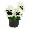 Pansy 'White Blotch' | 10.5cm Pot 2 Pansy 'White Blotch' | 10.5cm Pot -June Plants Sales Store PL6231 main image 9e48