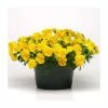 Pansy 'Golden Yellow' | 10.5cm Pot | Pansy Cool Wave® 2 Pansy 'Golden Yellow' | 10.5cm Pot | Pansy Cool Wave® -June Plants Sales Store PL6233 main image 3b7b