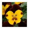 Pansy 'Red Wing' | 10.5cm Pot | Pansy Cool Wave® -June Plants Sales Store PL6234 main image 7341