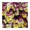 Pansy Cool Wave® 'Strawberry Swirl' | 10.5cm Pot -June Plants Sales Store PL6236 main image 18da