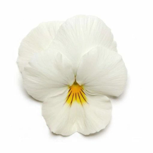 Pansy 'White' | 10.5cm Pot | Pansy Cool Wave® -June Plants Sales Store PL6237 main image a469