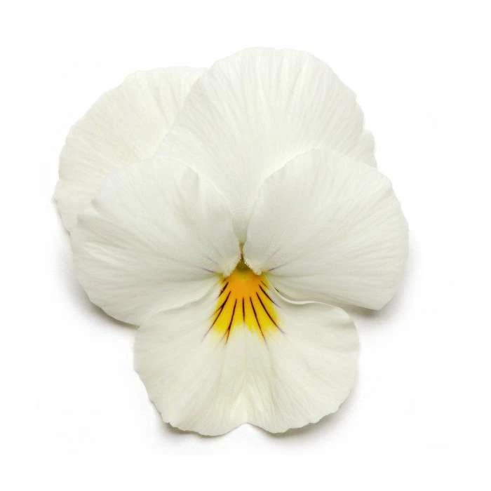 Pansy 'White' | 10.5cm Pot | Pansy Cool Wave® 3 Pansy 'White' | 10.5cm Pot | Pansy Cool Wave®