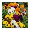 Vibrant Viola Collection | 6 x 9cm Pots 2 Vibrant Viola Collection | 6 x 9cm Pots -June Plants Sales Store PL6248 main image e2de