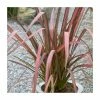 Phormium 'Purpurea' 4L Pot 2 Phormium 'Purpurea' 4L Pot -June Plants Sales Store PL6306 main image b12c
