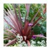 Phormium 'Salsa' | 3L Pot -June Plants Sales Store PL6308 main image d54c