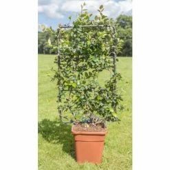 Star Jasmine | Trachelospermum jasminoides -June Plants Sales Store PL800718L add image 1 81ad