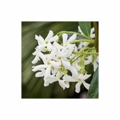 Star Jasmine | Trachelospermum jasminoides -June Plants Sales Store PL800718L add image 2 1434