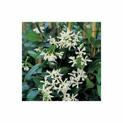 Star Jasmine | Trachelospermum jasminoides -June Plants Sales Store PL800718L add image 3 9cd1