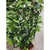 Star Jasmine | Trachelospermum jasminoides -June Plants Sales Store PL800718L main image 2298