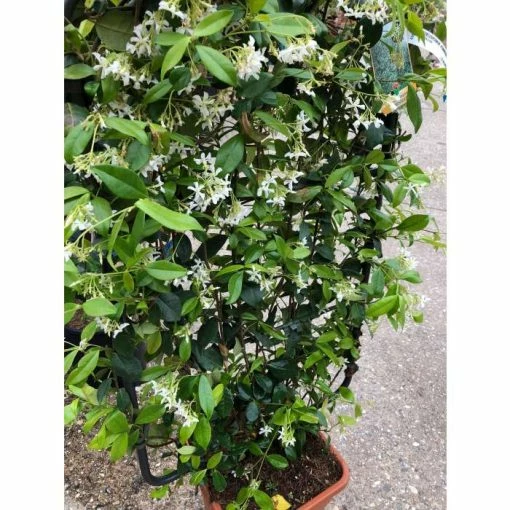 Star Jasmine | Trachelospermum jasminoides 5 Star Jasmine | Trachelospermum jasminoides -June Plants Sales Store PL800718L main image 2298