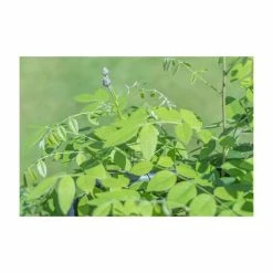 June Plants Sales Store -June Plants Sales Store PL800818L add image 1 dd33