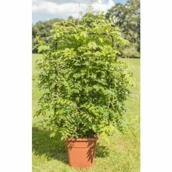 June Plants Sales Store 23 4ft Wisteria Trellis | 18L Trough | Wisteria Floribunda 'Black Dragon'