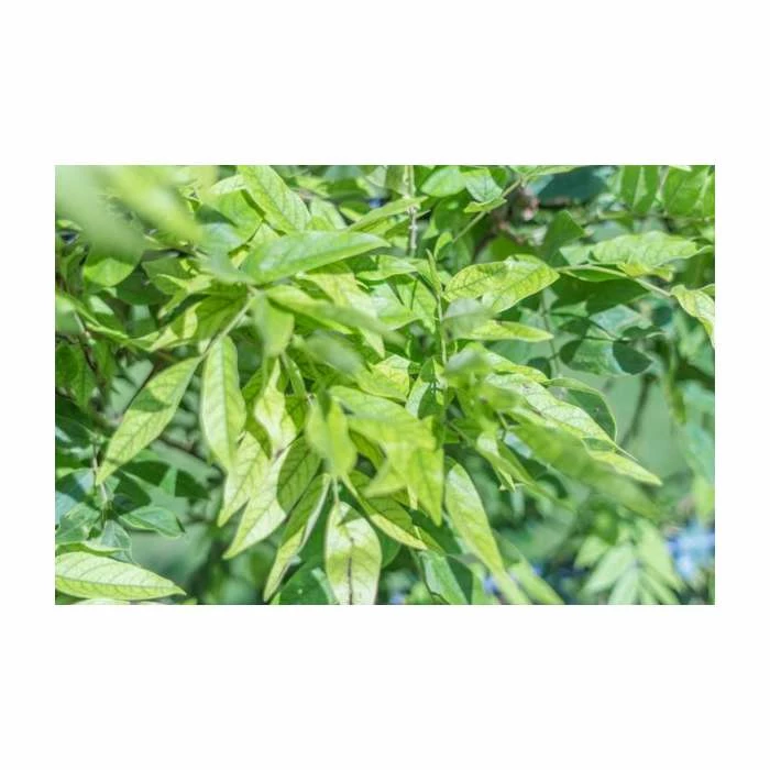 4ft Wisteria Trellis | 18L Trough | Wisteria brachybotrys 'Shiro|Kapitan' 4 4ft Wisteria Trellis | 18L Trough | Wisteria brachybotrys 'Shiro|Kapitan' - Image 2