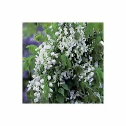 4ft Wisteria Trellis | 18L Trough | Wisteria brachybotrys 'Shiro|Kapitan' 8 4ft Wisteria Trellis | 18L Trough | Wisteria brachybotrys 'Shiro|Kapitan' -June Plants Sales Store PL800918L add image 2 3608