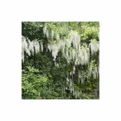 4ft Wisteria Trellis | 18L Trough | Wisteria brachybotrys 'Shiro|Kapitan' 9 4ft Wisteria Trellis | 18L Trough | Wisteria brachybotrys 'Shiro|Kapitan' -June Plants Sales Store PL800918L add image 3 d57e