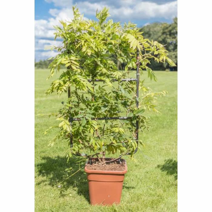 4ft Wisteria Trellis | 18L Trough | Wisteria brachybotrys 'Shiro|Kapitan' 3 4ft Wisteria Trellis | 18L Trough | Wisteria brachybotrys 'Shiro|Kapitan'