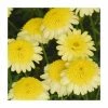 Argyranthemum 'Maderia™ Crested Yellow' | Pack of 5 Plug Plants -June Plants Sales Store PL9004SPX5 main image 698d