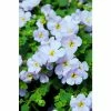 Bacopa Scorpia® 'Gulliver Blue Sensation' | Bedding | Pack Of 5 Large Plug Plants -June Plants Sales Store PL9005SPX5 main fc1f