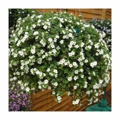 Bacopa Scorpia® 'Gulliver Dynamic White'| Bedding | Pack Of 5 Large Plug Plants -June Plants Sales Store PL9006SPX5 add image 1 5f8b