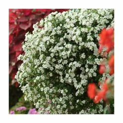 Bacopa Scorpia® 'Gulliver Dynamic White'| Bedding | Pack Of 5 Large Plug Plants -June Plants Sales Store PL9006SPX5 add image 2 5a77