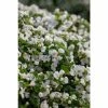 Bacopa Scorpia® 'Gulliver Dynamic White'| Bedding | Pack Of 5 Large Plug Plants -June Plants Sales Store PL9006SPX5 main 0e56