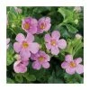 Bacopa Great 'Pink Beauty' | Pack of 5 Plug Plants -June Plants Sales Store PL9007SPX5 main image df22