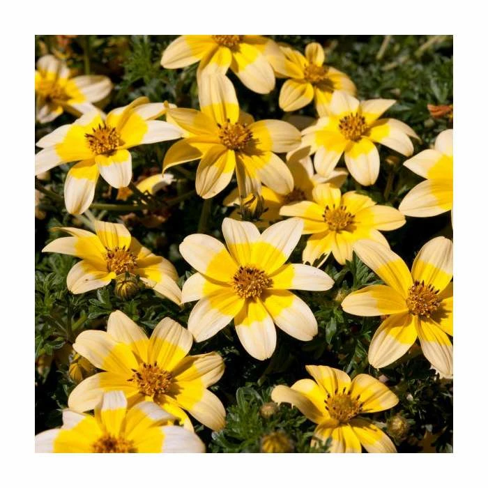 Bidens 'Golden Eye' | Pack of 5 Plug Plants 3 Bidens 'Golden Eye' | Pack of 5 Plug Plants