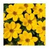 Bidens 'Golden Glory' | Bedding | Pack Of 5 Large Plug Plants 1 Bidens 'Golden Glory' | Bedding | Pack Of 5 Large Plug Plants -June Plants Sales Store PL9012SPX5 main image 5761