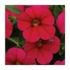 Calibrachoa 'Cabaret Cherry Rose' | Pack of 5 Plug Plants -June Plants Sales Store PL9014SPX5 main image da20