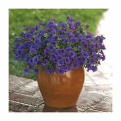 Calibrachoa 'Cabaret Deep Blue' | Pack of 5 Plug Plants -June Plants Sales Store PL9015SPX5 add image 1 025d
