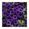 Calibrachoa 'Cabaret Deep Blue' | Pack of 5 Plug Plants -June Plants Sales Store PL9015SPX5 main image 6f88