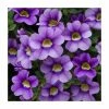 Calibrachoa 'Cabaret Sky Blue' | Pack of 5 Plug Plants 1 Calibrachoa 'Cabaret Sky Blue' | Pack of 5 Plug Plants -June Plants Sales Store PL9017SPX5 main image 7cf5