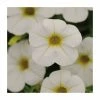 Calibrachoa 'Cabaret White' | Pack of 5 Plug Plants -June Plants Sales Store PL9018SPX5 main image 7e6b
