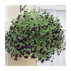 Calibrachoa 'Can-Can Black Cherry' | Bedding | Pack Of 5 Large Plug Plants -June Plants Sales Store PL9020SPX5 add image 2 cd7f