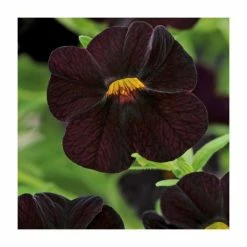 Calibrachoa 'Can-Can Black Cherry' | Bedding | Pack Of 5 Large Plug Plants