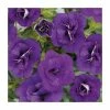 Calibrachoa 'Can-Can Double Blue' | Pack of 5 Plug Plants 2 Calibrachoa 'Can-Can Double Blue' | Pack of 5 Plug Plants -June Plants Sales Store PL9022SPX5 main image ba45