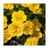 Calibrachoa 'Can-Can Double Dark Yellow' | Bedding | Pack Of 5 Large Plug Plants -June Plants Sales Store PL9023SPX5 main image 9461