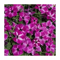 Petunia 'Circus Sky' | Pack Of 5 Plug Plants -June Plants Sales Store PL90260SPX5 add image 1 da50