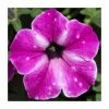 Petunia 'Circus Sky' | Pack Of 5 Plug Plants