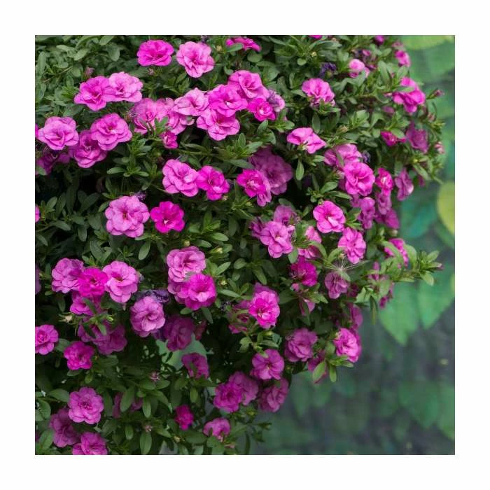 Calibrachoa 'Double PinkMania' | Pack of 5 Plug Plants 5 Calibrachoa 'Double PinkMania' | Pack of 5 Plug Plants - Image 3