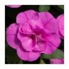 Calibrachoa 'Double PinkMania' | Pack of 5 Plug Plants 1 Calibrachoa 'Double PinkMania' | Pack of 5 Plug Plants -June Plants Sales Store PL90261SPX5 main image c86b