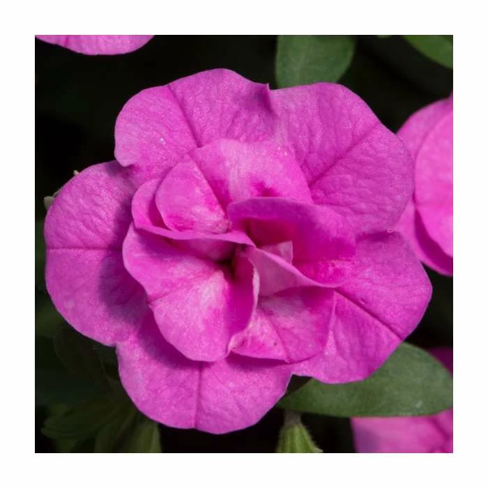 Calibrachoa 'Double PinkMania' | Pack of 5 Plug Plants 3 Calibrachoa 'Double PinkMania' | Pack of 5 Plug Plants
