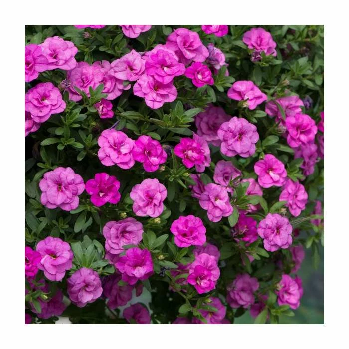 Calibrachoa 'Double PinkMania' | Pack of 5 Plug Plants 4 Calibrachoa 'Double PinkMania' | Pack of 5 Plug Plants - Image 2