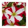 Petunia 'Amore King of Hearts' | Pack of 5 Plug Plants -June Plants Sales Store PL90262SPX5 main image dbaf