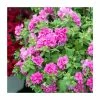 Petunia Tumbelina 'Candy Floss' | Pack of 5 Plug Plants -June Plants Sales Store PL90263SPX5 main image f74b