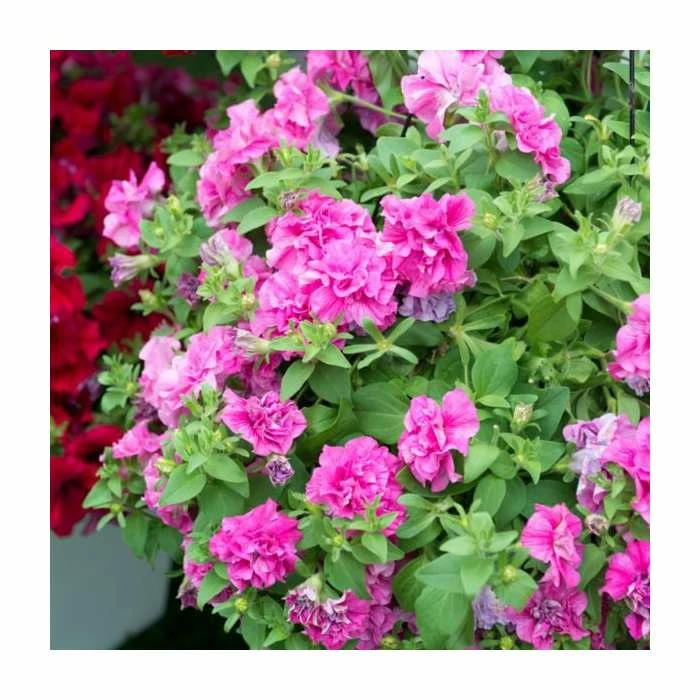 Petunia Tumbelina 'Candy Floss' | Pack of 5 Plug Plants 3 Petunia Tumbelina 'Candy Floss' | Pack of 5 Plug Plants