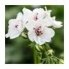 Geranium Ivy 'Precision White' | Pack of 5 Premium Plug Plants -June Plants Sales Store PL90264SPX5 main image 461a